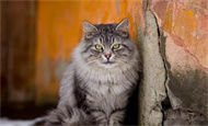 猫咪吐猫粮是怎么回事？