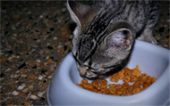 猫粮怎么选？