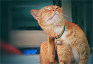 猫咪带项圈好吗？