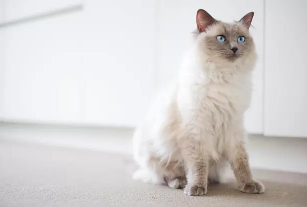 布偶猫掉毛严重怎么办？