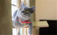 猫带铃铛有什么影响吗？