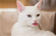 猫应激反应有哪些表现？