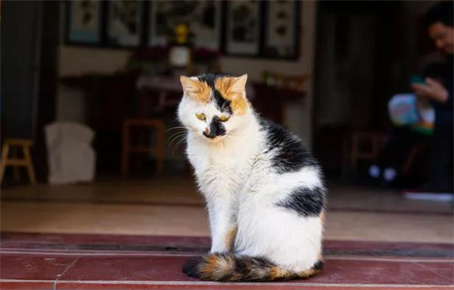 猫咪冻干零食可以天天吃吗？