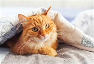 猫可以吃什么零食？