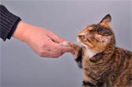 猫喜欢吃什么零食？