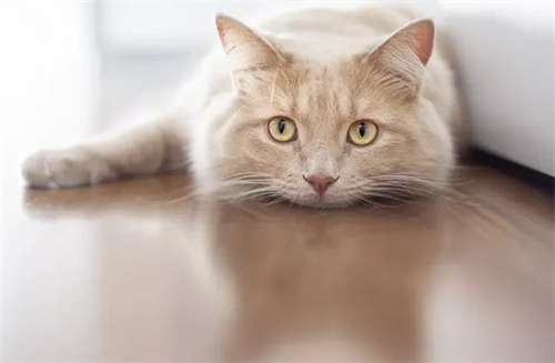 猫咪冻干零食吃多了会怎么样？