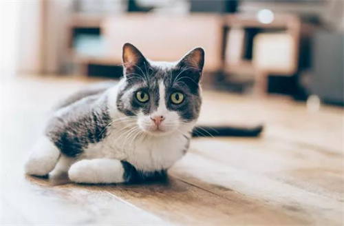 猫咪冻干零食怎么做？