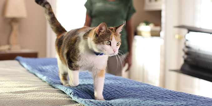 猫爬架适合几个月的猫？
