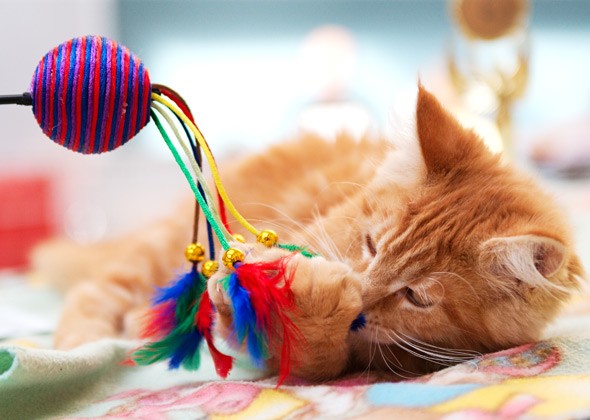 猫的玩具都有哪些
