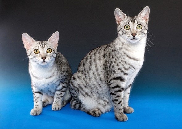 两只猫可以用一个猫砂盆吗？