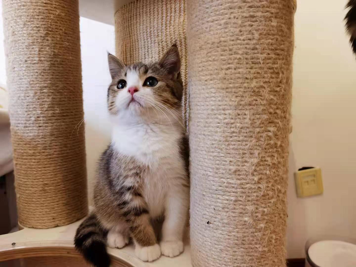 小猫可以吃什么零食？