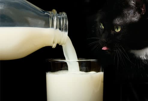 猫可以喝羊奶粉吗？