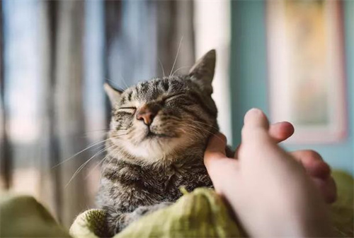 猫营养膏是智商税吗？