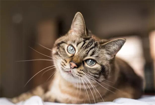 猫咪吃维生素b的好处