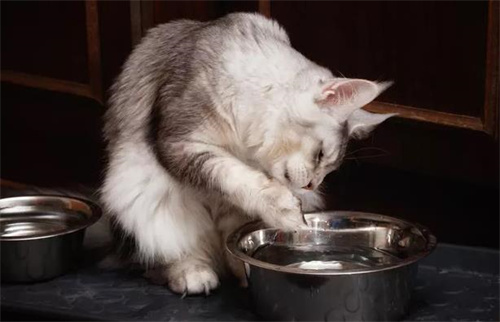 猫饮水机有必要买吗？