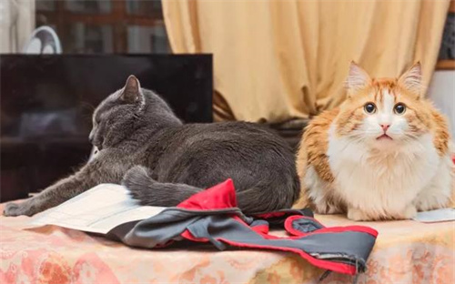 猫穿衣服好吗？