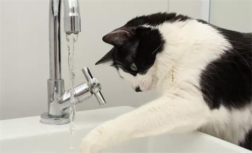 猫怕水吗？