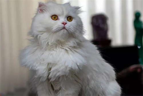 猫咪掉毛怎么解决？