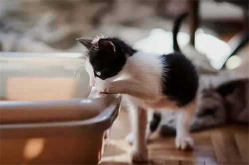 人吃的维生素b猫能吃吗？
