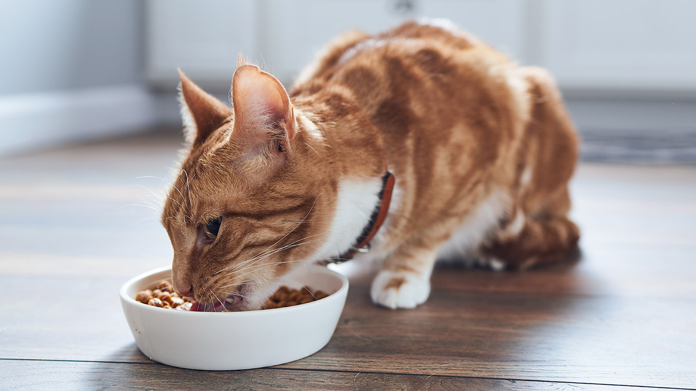 猫咪会护食吗