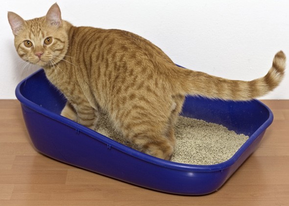 新买的猫砂盆猫咪不用怎么办？