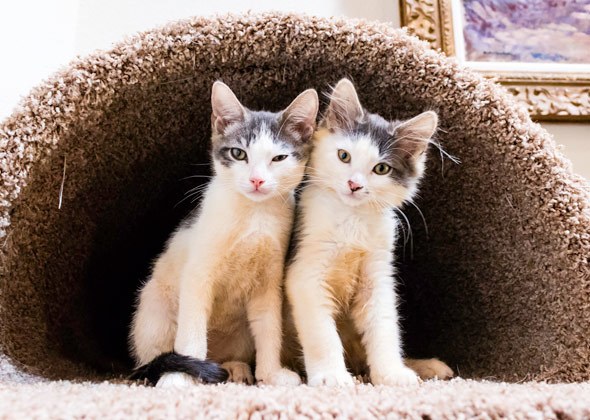 猫喜欢封闭还是开放式猫窝？