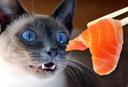 猫吃鸡肉吗？