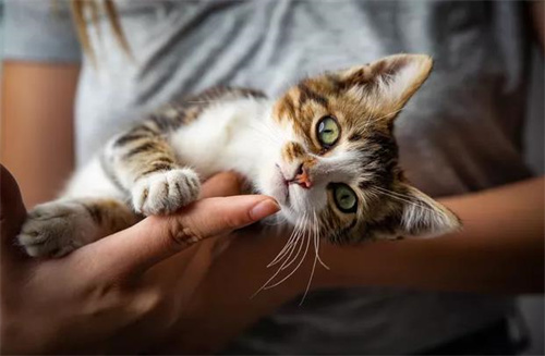 怎么给猫剪指甲呢？