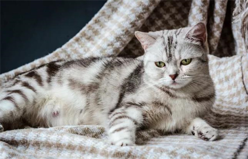 猫咪不让剪指甲怎么办？