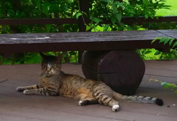 猫一般多大才抓老鼠？