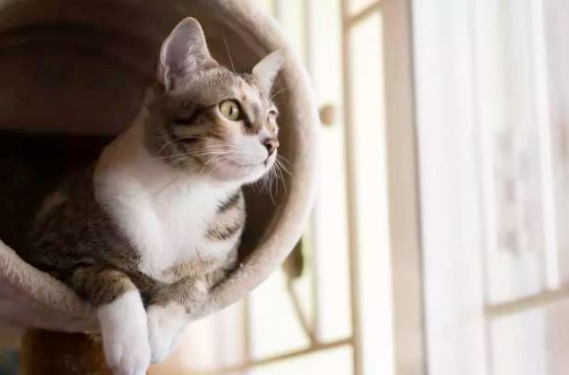 猫抓老鼠是天性吗？